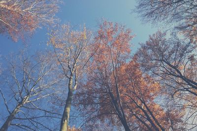 Low angle view of trees against sky