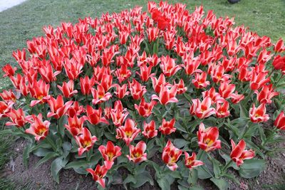 High angle view of red tulips on field