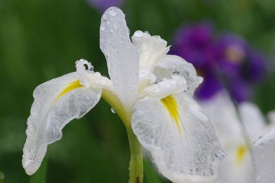 Close-up of raindrops on white flower