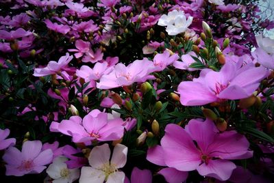 High angle view of flowers blooming in spring