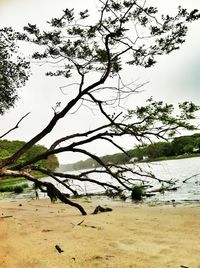 Trees at riverbank