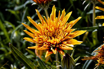 Close-up of yellow flowering plant