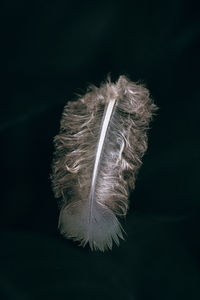 Close-up of feather against black background