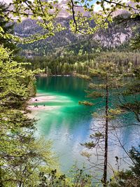 Scenic view of lake in forest