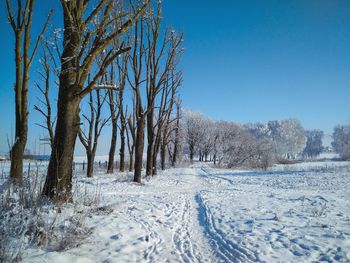 Snow covered bare trees against clear blue sky