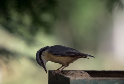 Close-up of bird perching on wood