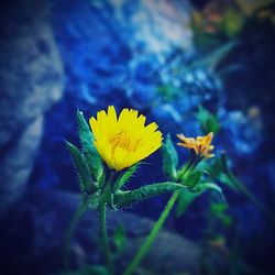 Close-up of yellow flowers