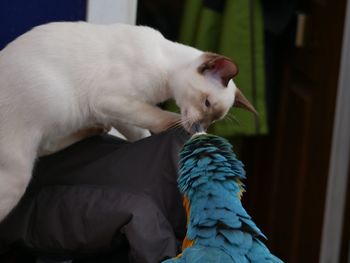 Cat looking at parrot