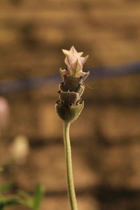 Close-up of flowering plant on field