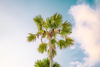 Low angle view of palm tree against sky