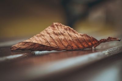 Close-up of dry leaf