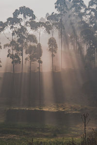 Trees in forest against sky