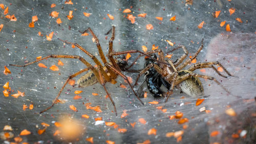 Close-up of spider in sea