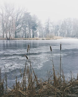 Bare trees by lake