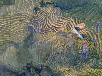 High angle view of rice paddy