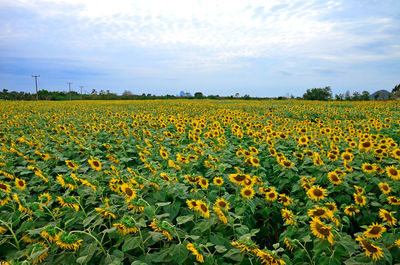 Scenic view of oilseed rape field against sky