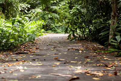 Surface level of footpath amidst trees during autumn