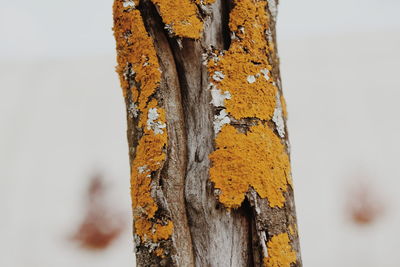 Close-up of old rusty tree trunk