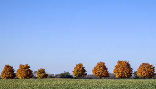 Scenic view of field against clear blue sky