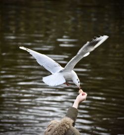 Close-up of white bird flying