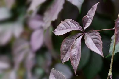 Close-up of purple flowering plant leaves