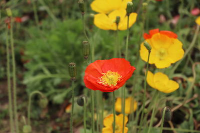 Close-up of yellow poppy flowers