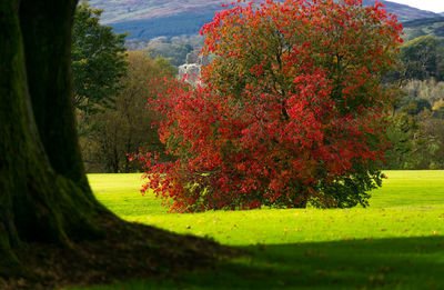 Trees and plants on field