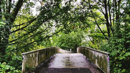 A bridge under a lot of trees 