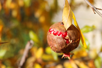 Close-up of pomegranate hanging on tree