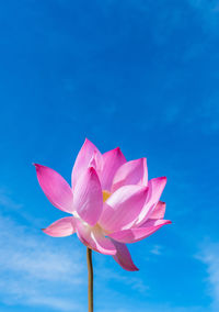 Close-up of pink lotus water lily against blue sky
