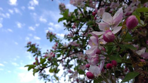 Close-up of pink cherry blossoms in spring