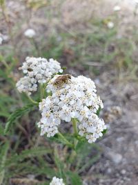 Close-up of white flowering plant