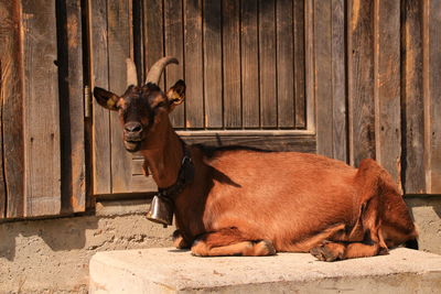 Portrait of horse in barn