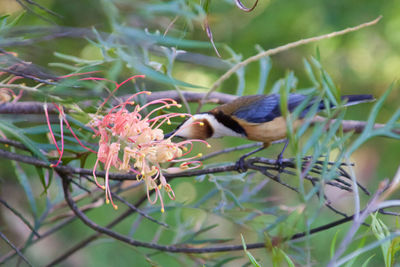 Close-up of bird perching on plant