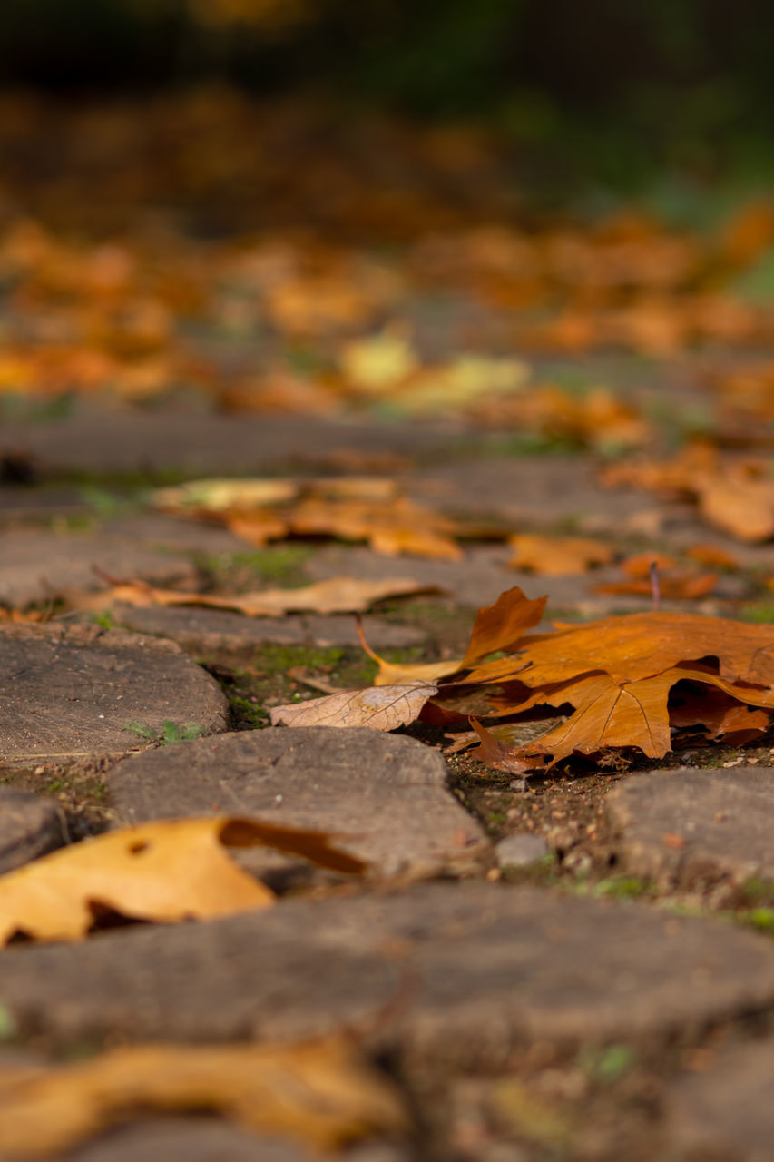 CLOSE-UP OF MAPLE LEAVES ON LAND