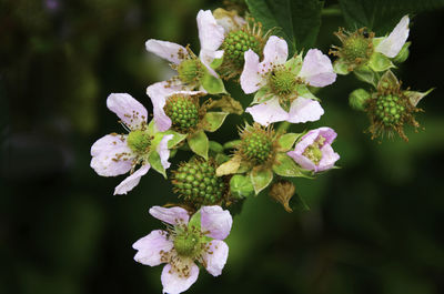 Close-up of white flowering plant