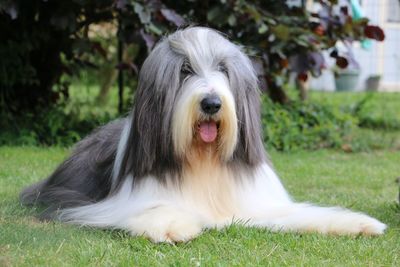 Close-up of a dog lying on field