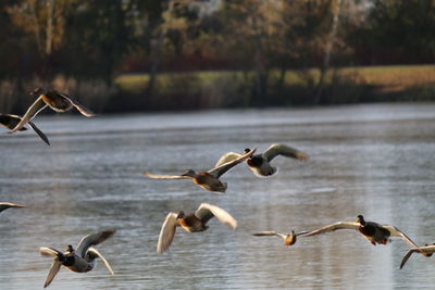 Birds flying over lake