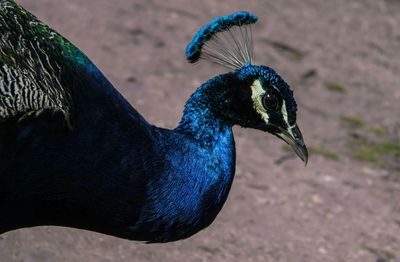 Close-up of peacock