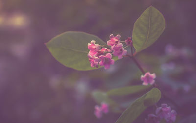 Close-up of pink flowers blooming outdoors