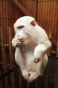 Close-up of white cat in cage