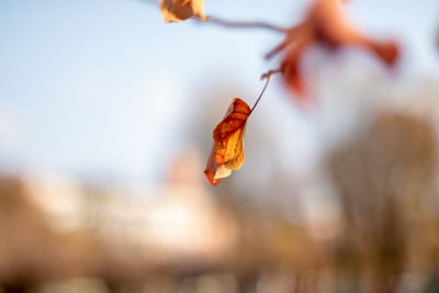 Close-up of dried autumn leaf