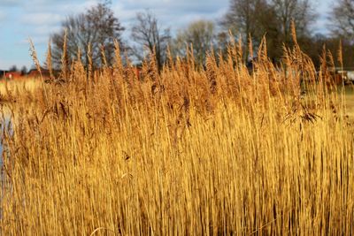 View of stalks in field against sky