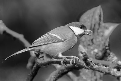 Close-up of bird perching on branch