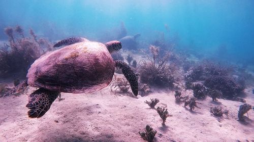 Close-up of coral in sea