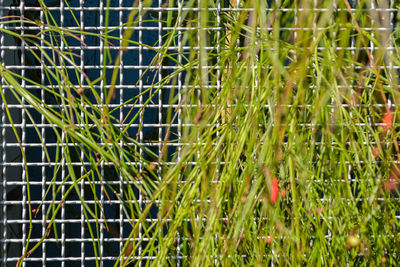 Full frame shot of plants growing on field