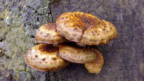 High angle view of mushrooms on rock