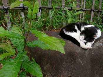 Cat resting in a plant