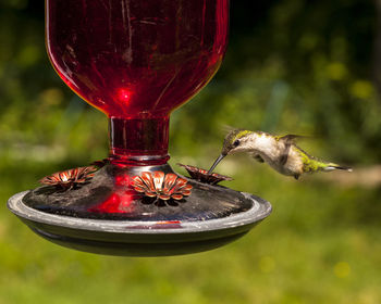 Close-up of bird feeder