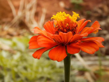 Close-up of orange marigold flower